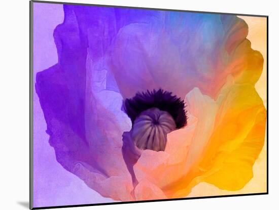 Poppy Gradient III-null-Mounted Giclee Print