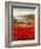 Poppy Harbor-Marino-Framed Art Print