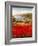 Poppy Harbor-Marino-Framed Art Print