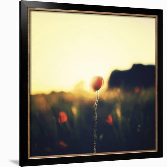 Poppy Haze-David Keochkerian-Framed Art Print