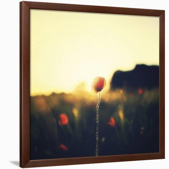 Poppy Haze-David Keochkerian-Framed Art Print