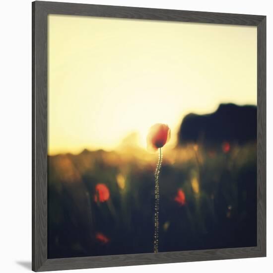 Poppy Haze-David Keochkerian-Framed Art Print