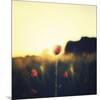 Poppy Haze-David Keochkerian-Mounted Art Print