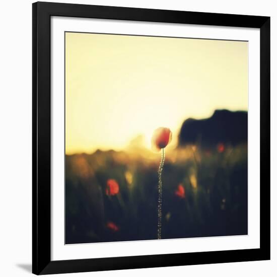 Poppy Haze-David Keochkerian-Framed Art Print