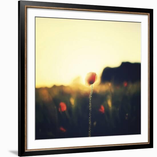 Poppy Haze-David Keochkerian-Framed Art Print