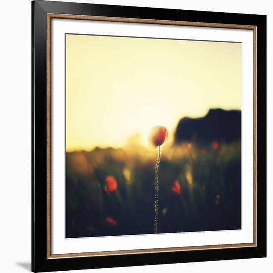 Poppy Haze-David Keochkerian-Framed Art Print