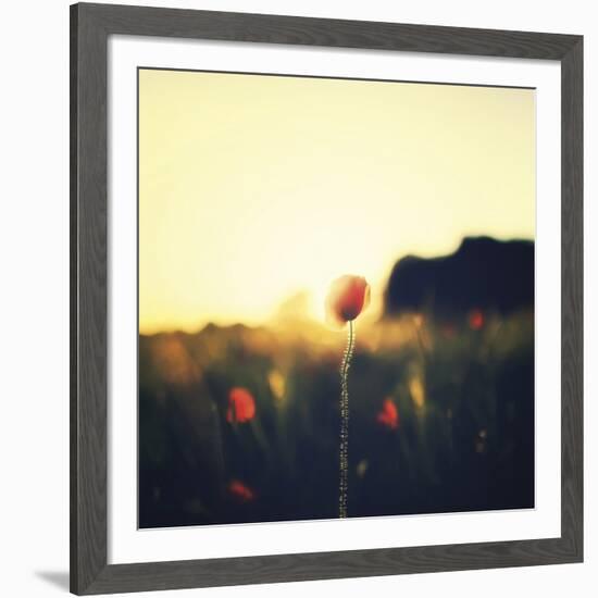 Poppy Haze-David Keochkerian-Framed Art Print