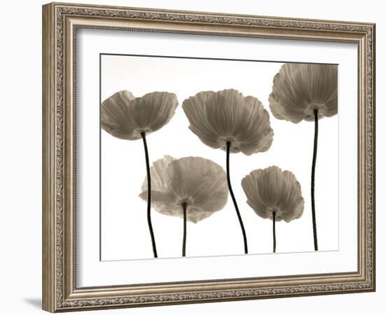 Poppy Heights-Assaf Frank-Framed Giclee Print