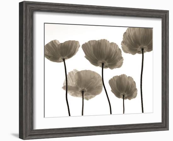 Poppy Heights-Assaf Frank-Framed Giclee Print