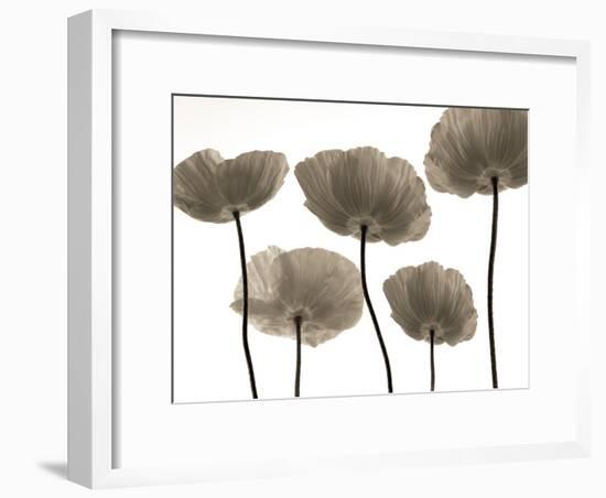 Poppy Heights-Assaf Frank-Framed Giclee Print