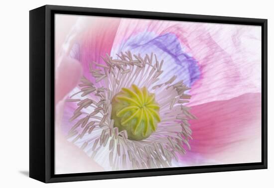 Poppy High Key I-Kathy Mahan-Framed Premier Image Canvas