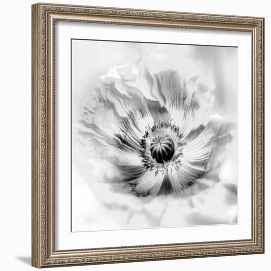 Poppy High Key II-Irene Weisz-Framed Photo