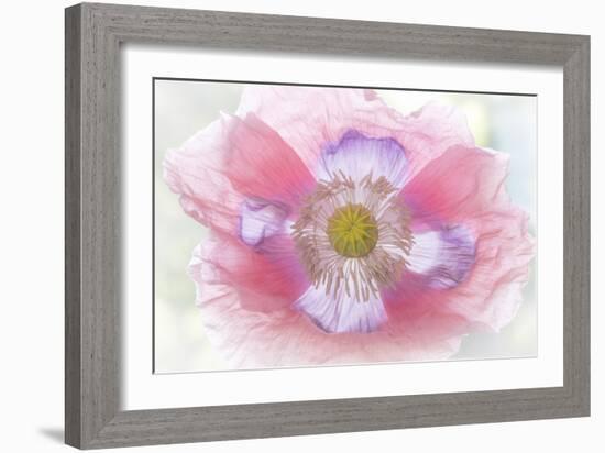 Poppy Hih Key II-Kathy Mahan-Framed Photographic Print