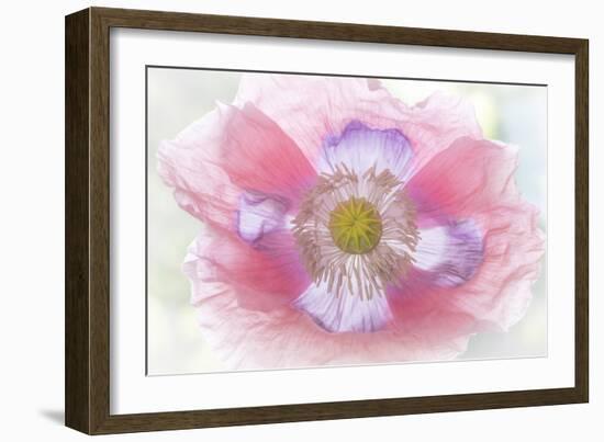 Poppy Hih Key II-Kathy Mahan-Framed Photographic Print