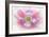 Poppy Hih Key II-Kathy Mahan-Framed Photographic Print