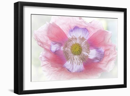 Poppy Hih Key II-Kathy Mahan-Framed Photographic Print