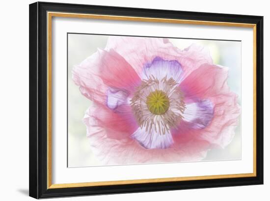 Poppy Hih Key II-Kathy Mahan-Framed Photographic Print