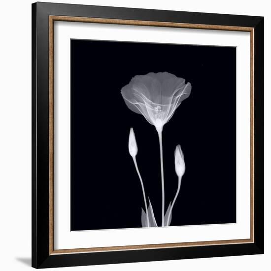 Poppy in Lace-null-Framed Art Print