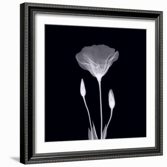 Poppy in Lace-null-Framed Art Print