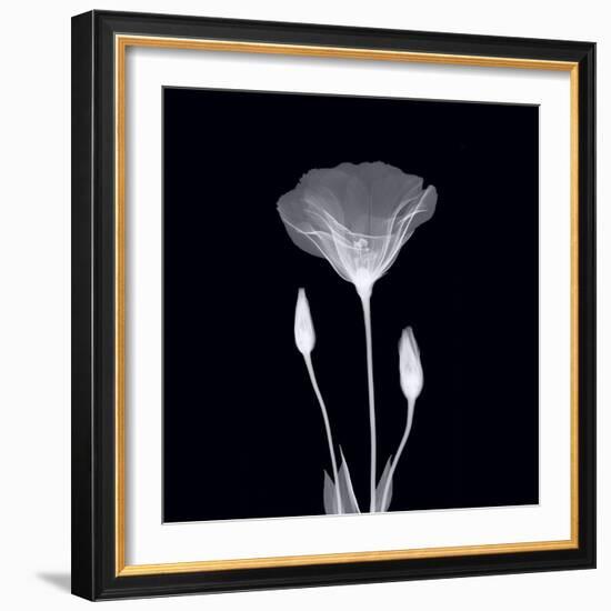 Poppy in Lace-null-Framed Art Print