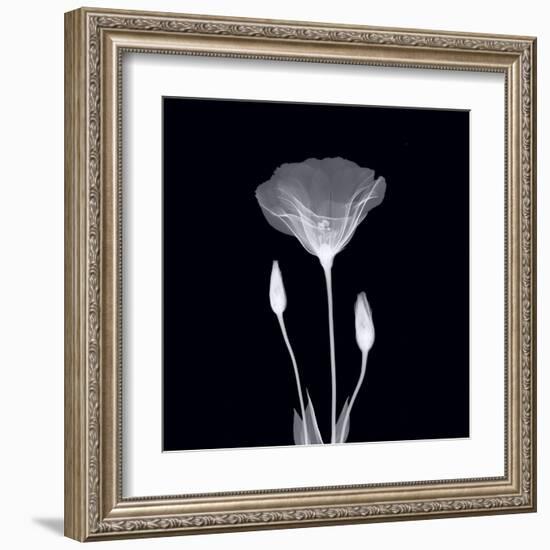 Poppy in Lace-null-Framed Art Print