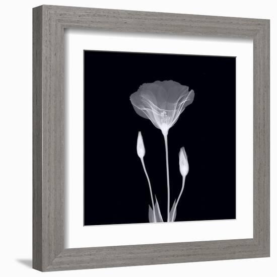 Poppy in Lace-null-Framed Art Print