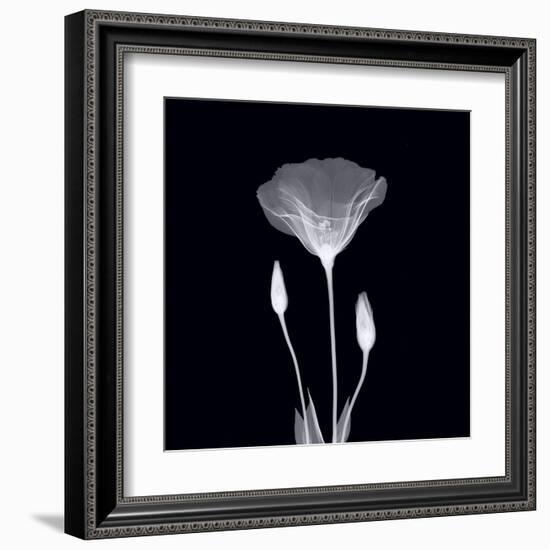 Poppy in Lace-null-Framed Art Print