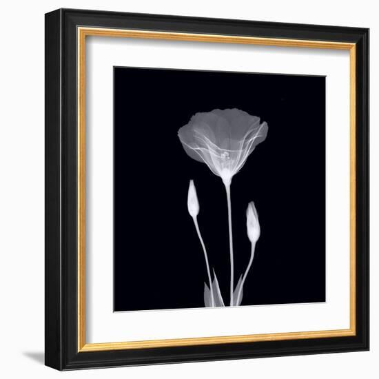 Poppy in Lace-null-Framed Art Print