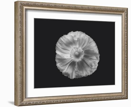 Poppy in mono-Lotte Grønkjær-Framed Photographic Print