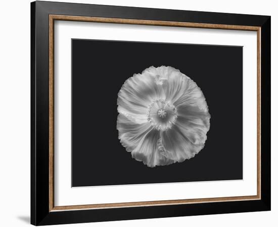 Poppy in mono-Lotte Grønkjær-Framed Photographic Print