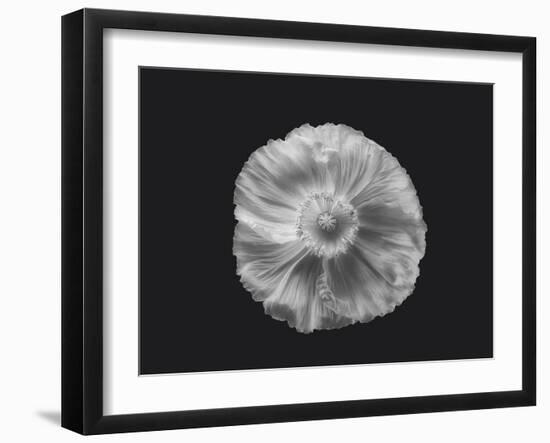 Poppy in mono-Lotte Grønkjær-Framed Photographic Print