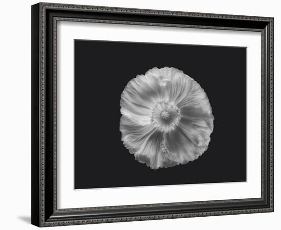 Poppy in mono-Lotte Grønkjær-Framed Photographic Print