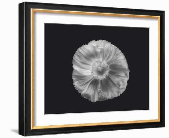 Poppy in mono-Lotte Grønkjær-Framed Photographic Print