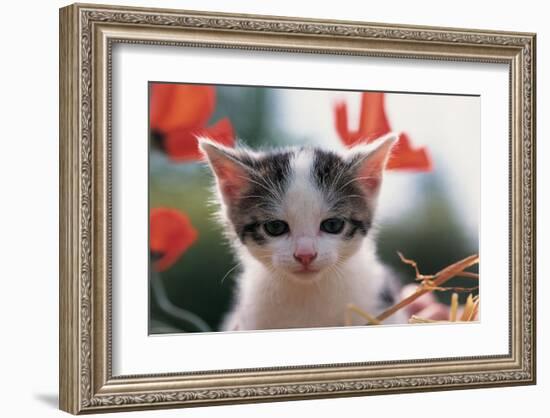 Poppy Kitten-null-Framed Art Print