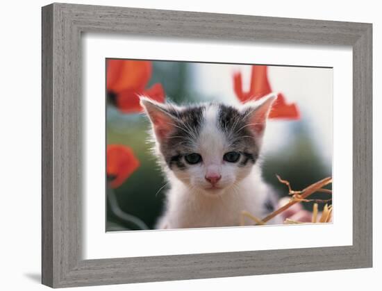 Poppy Kitten-null-Framed Art Print