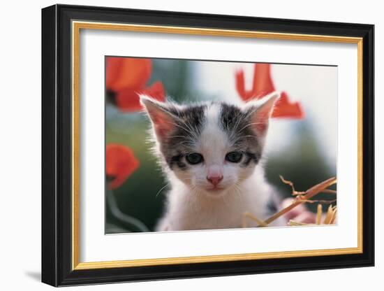 Poppy Kitten-null-Framed Art Print