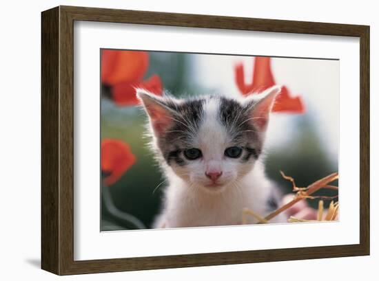 Poppy Kitten-null-Framed Art Print