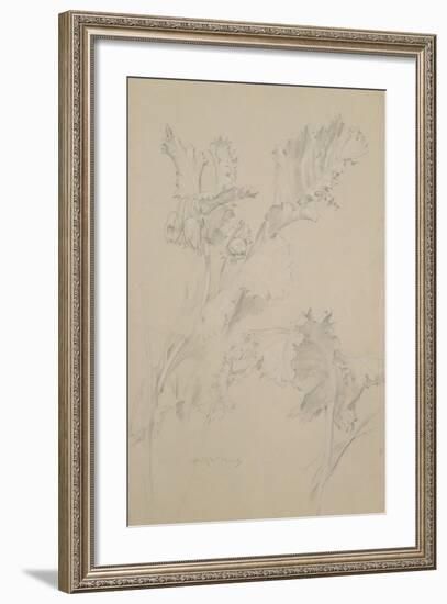 Poppy Leaves-Albert Williams-Framed Giclee Print