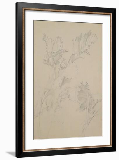 Poppy Leaves-Albert Williams-Framed Giclee Print
