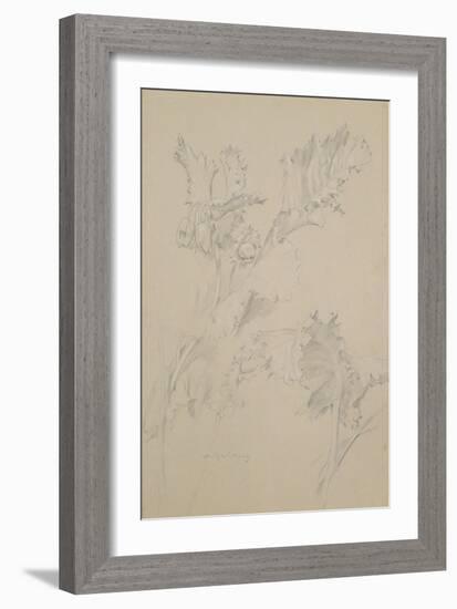 Poppy Leaves-Albert Williams-Framed Giclee Print