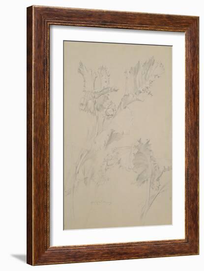 Poppy Leaves-Albert Williams-Framed Giclee Print