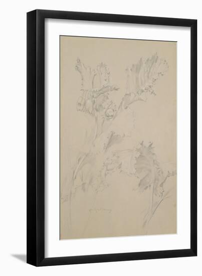 Poppy Leaves-Albert Williams-Framed Giclee Print