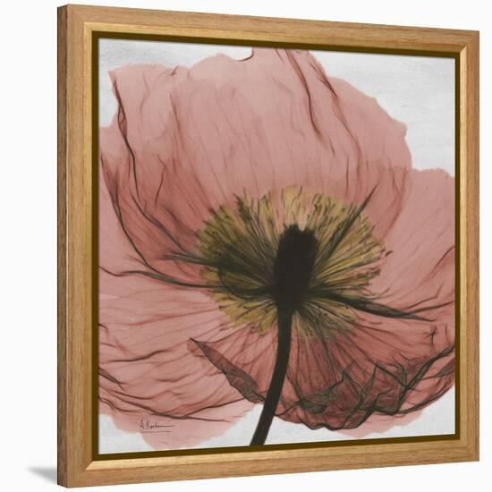 Poppy Marsala-Albert Koetsier-Framed Stretched Canvas