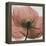 Poppy Marsala-Albert Koetsier-Framed Stretched Canvas