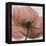 Poppy Marsala-Albert Koetsier-Framed Stretched Canvas