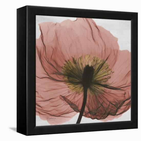 Poppy Marsala-Albert Koetsier-Framed Stretched Canvas