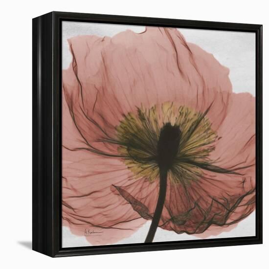 Poppy Marsala-Albert Koetsier-Framed Stretched Canvas