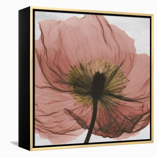 Poppy Marsala-Albert Koetsier-Framed Stretched Canvas