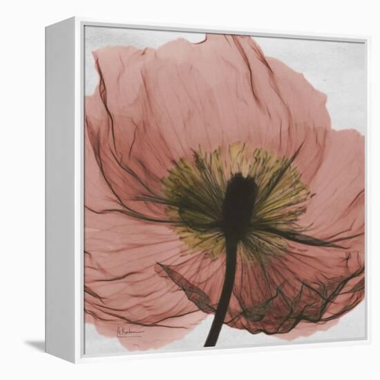 Poppy Marsala-Albert Koetsier-Framed Stretched Canvas