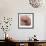 Poppy Marsala-Albert Koetsier-Framed Premium Giclee Print displayed on a wall
